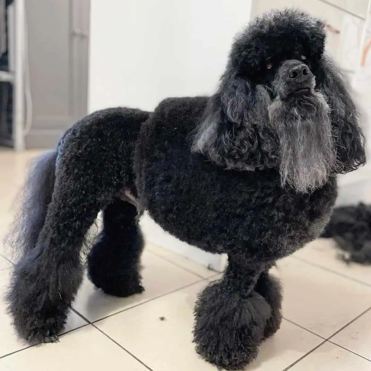 Poodle looks old with a haircut