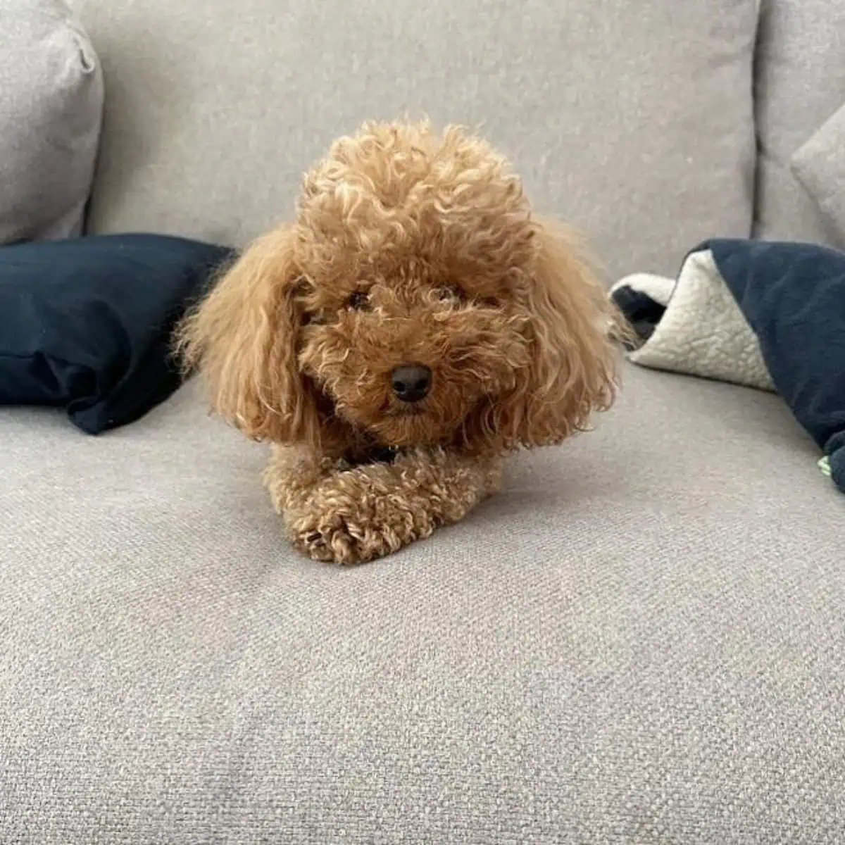 Poodle looks sad