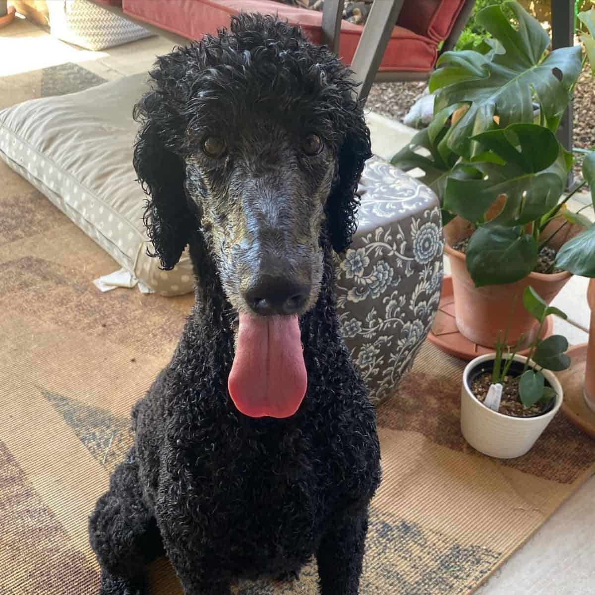 Poodle loves playing water