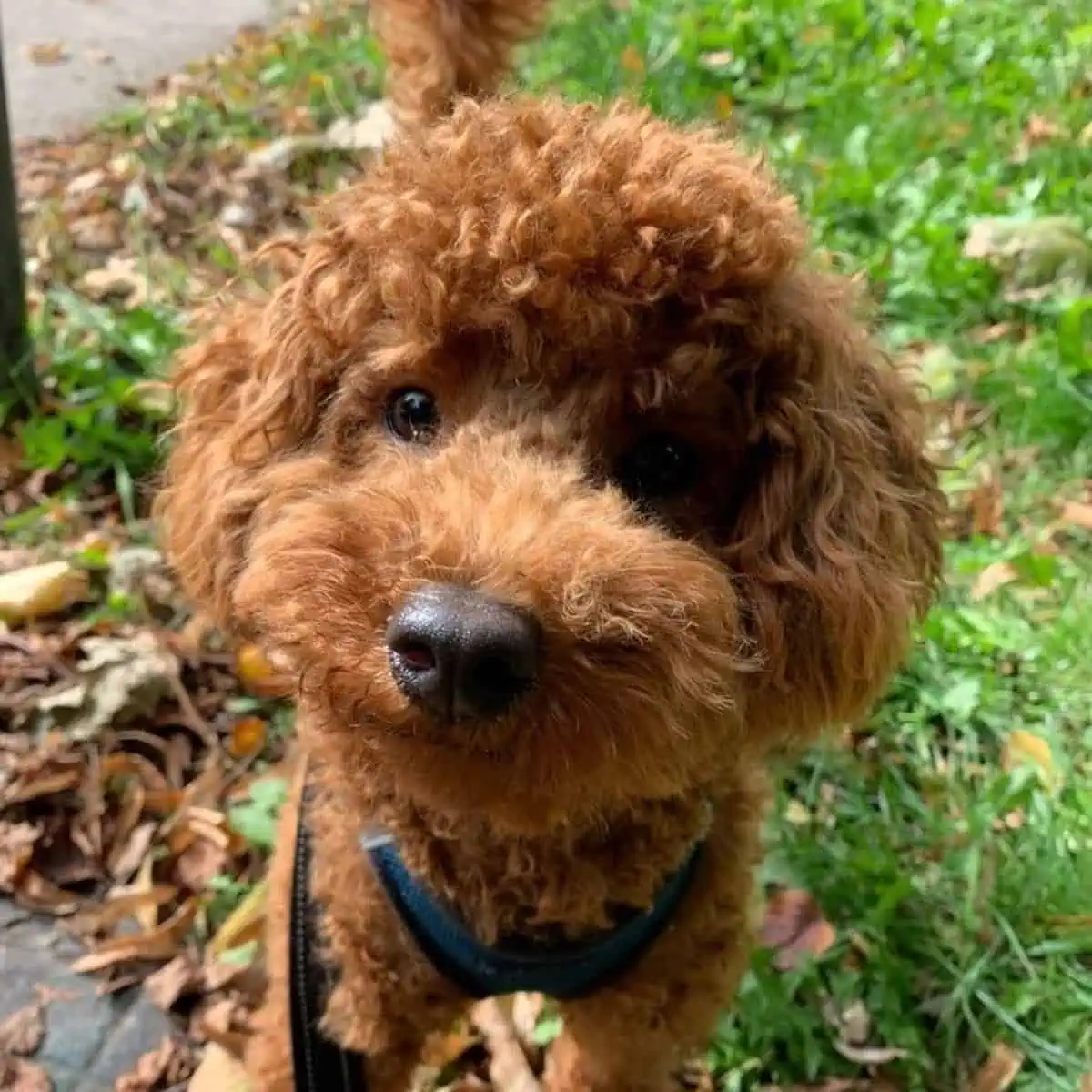 Poodle on regular walk