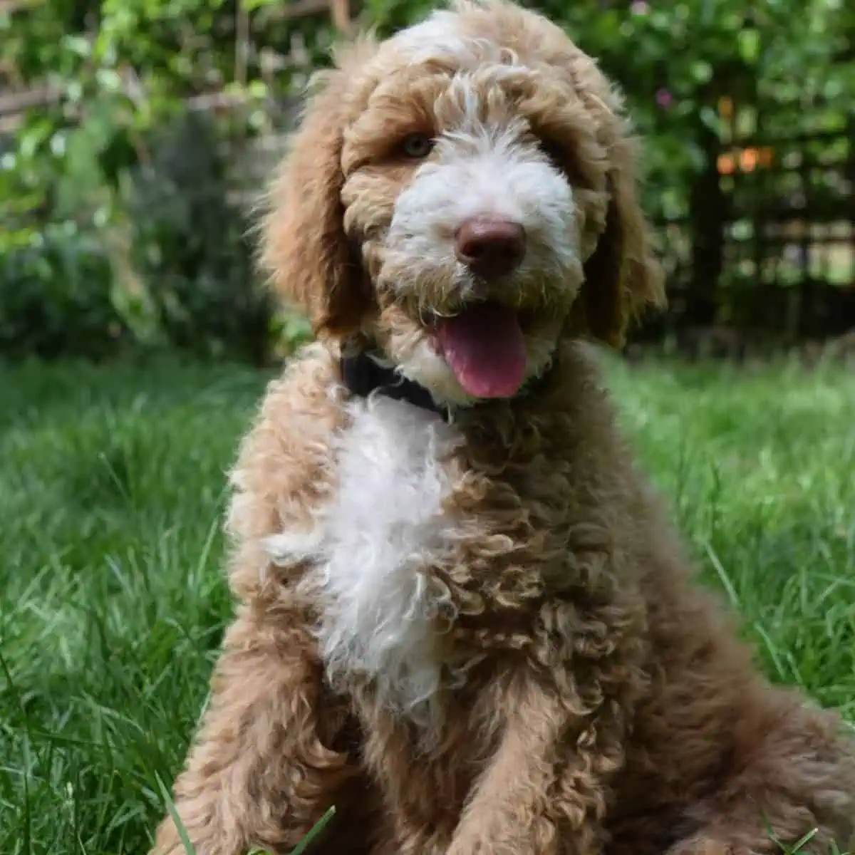 Poodle puppy looks comfortable