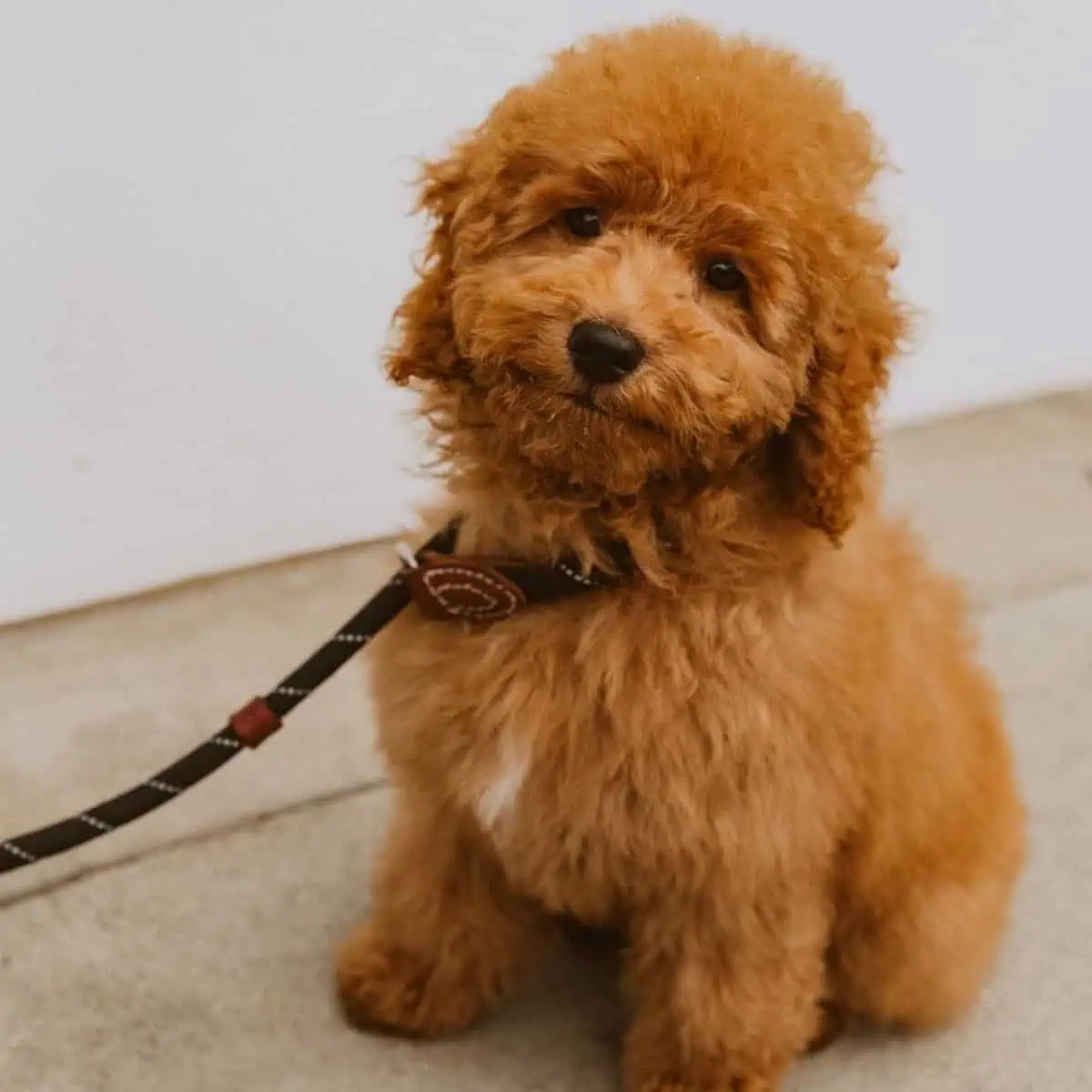 Poodle puppy well-behaved