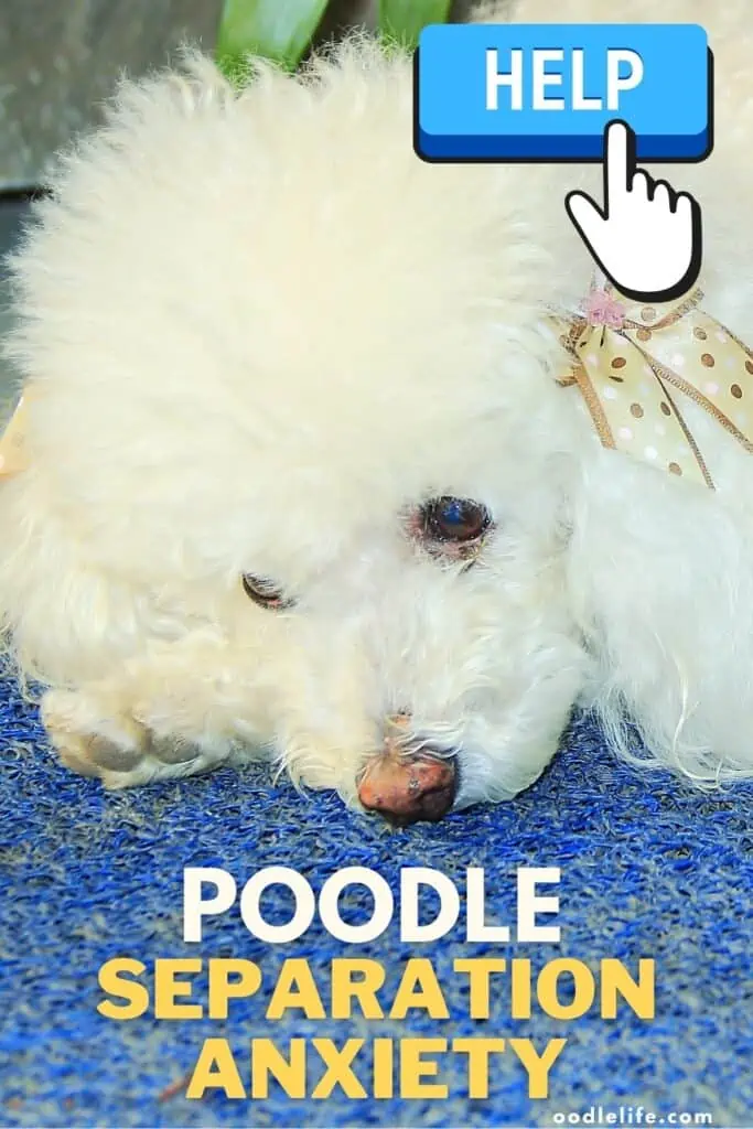 poodle separation anxiety