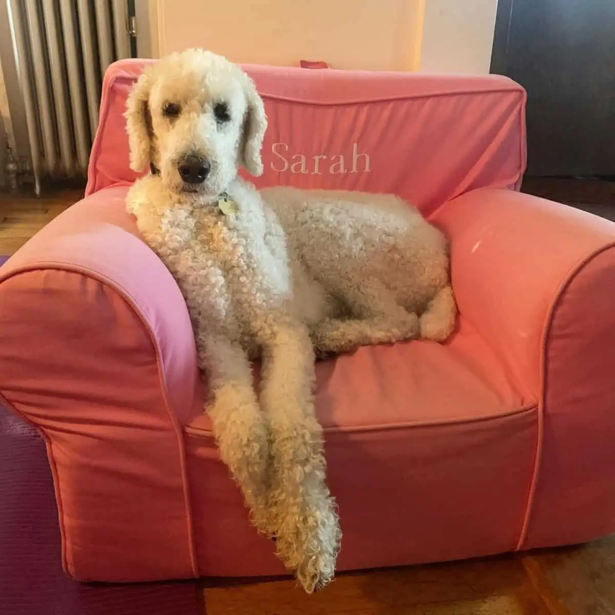 Poodle sitting on pink chair
