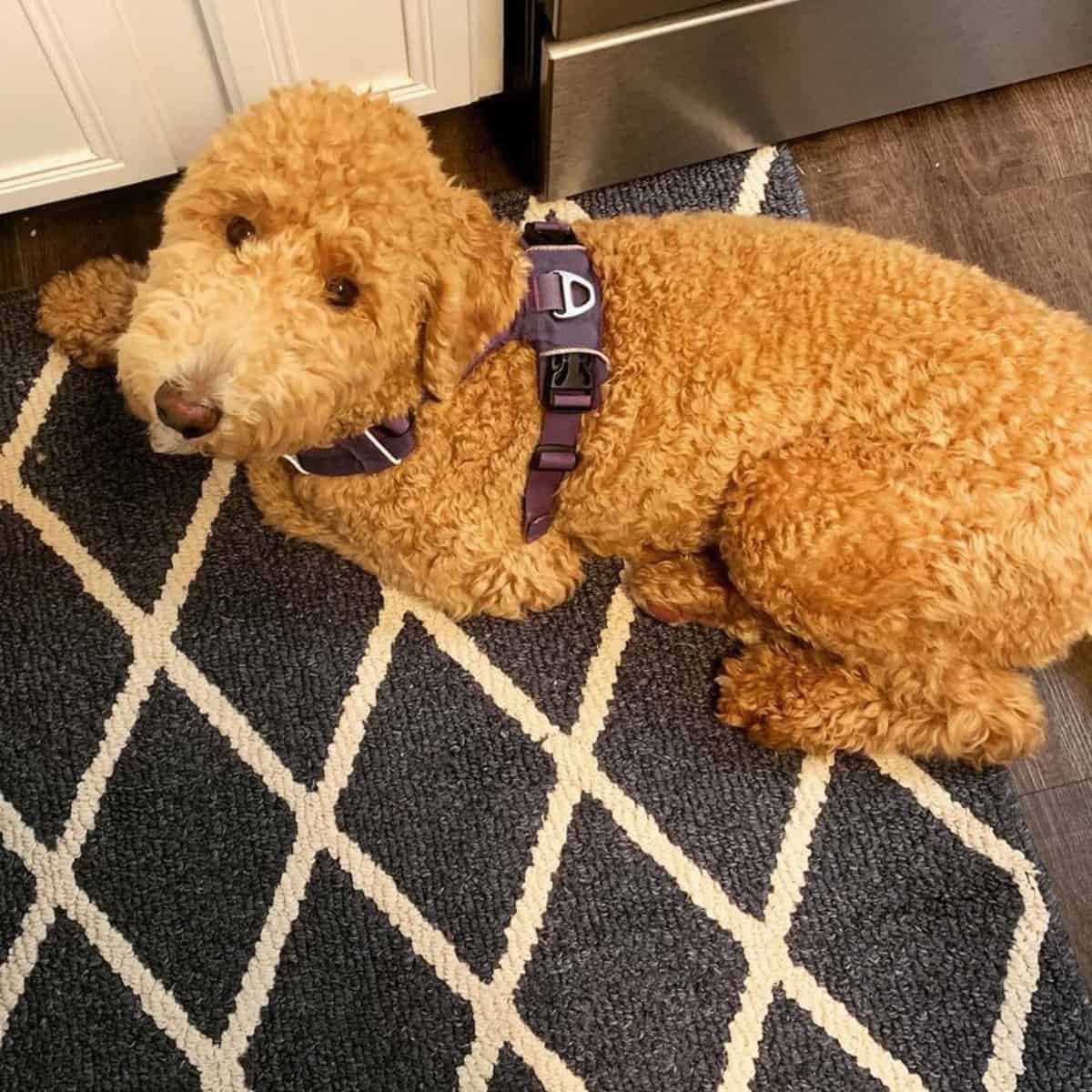Poodle still wants to go outside