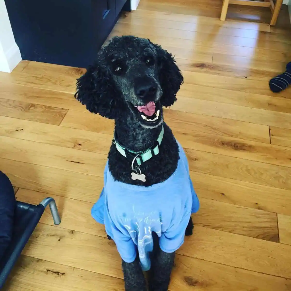 Poodle wearing blue shirt