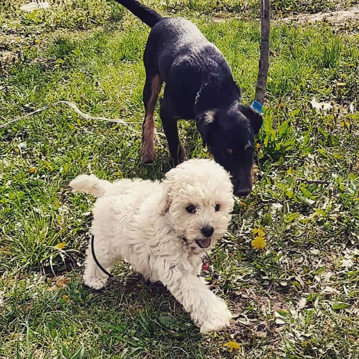 Poodle with his best friend