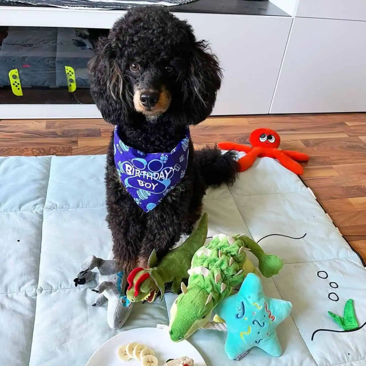 Poodle with toys and food treats