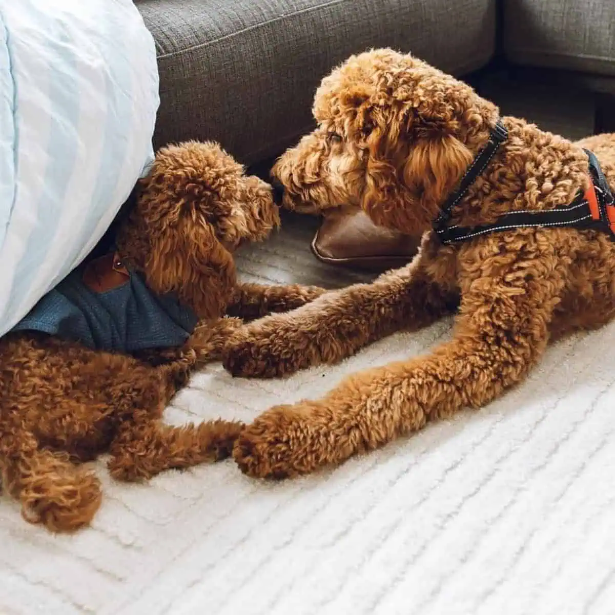 Poodles are sniffing each other