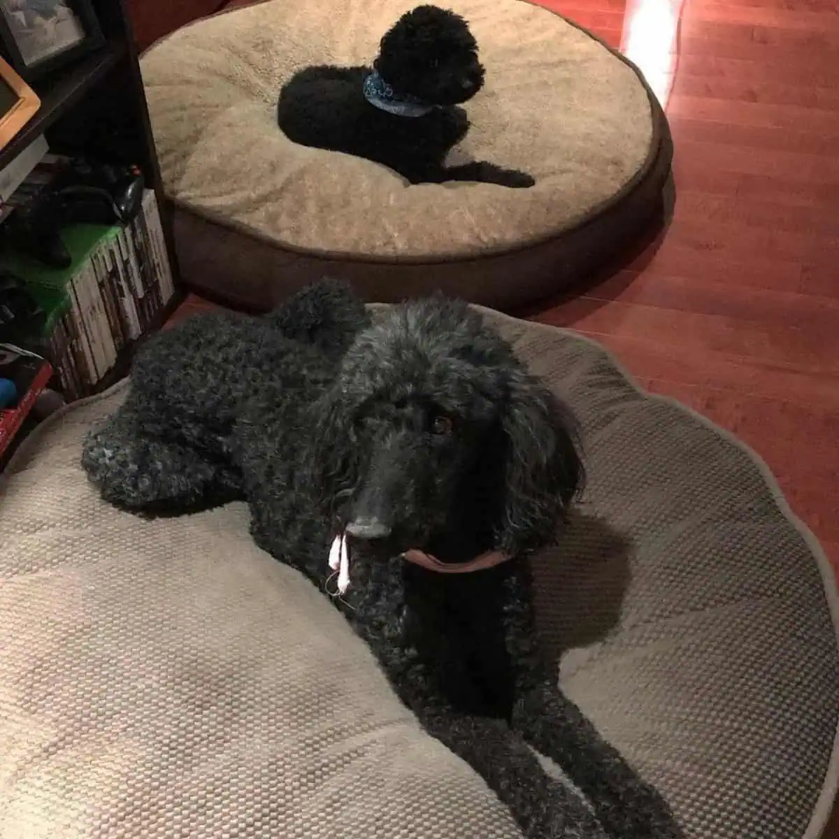 Poodles lying on their beds