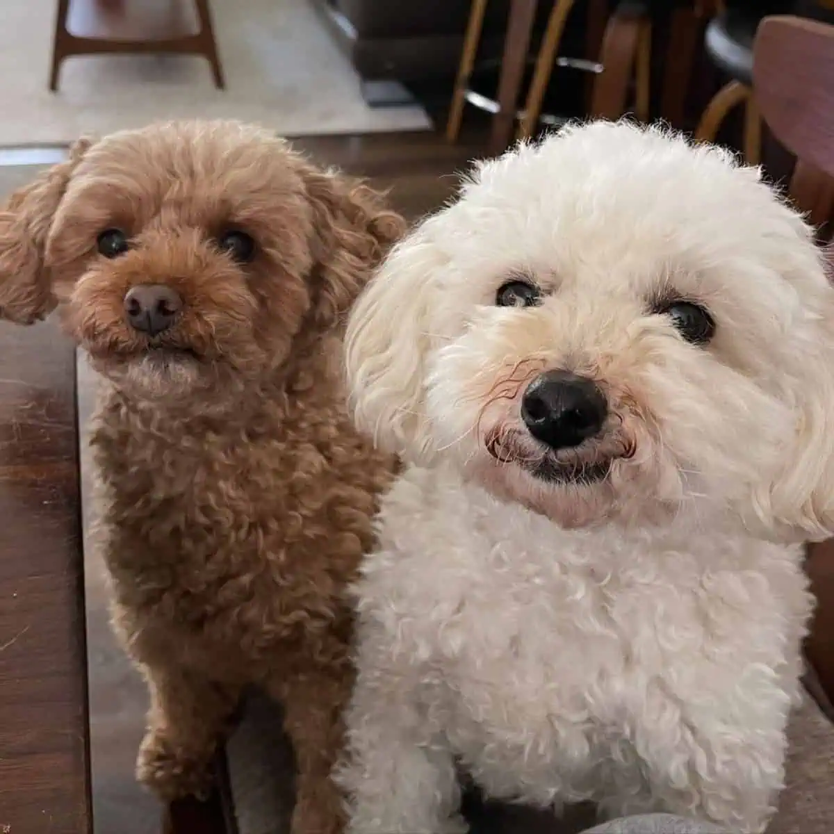 Poodles want to eat