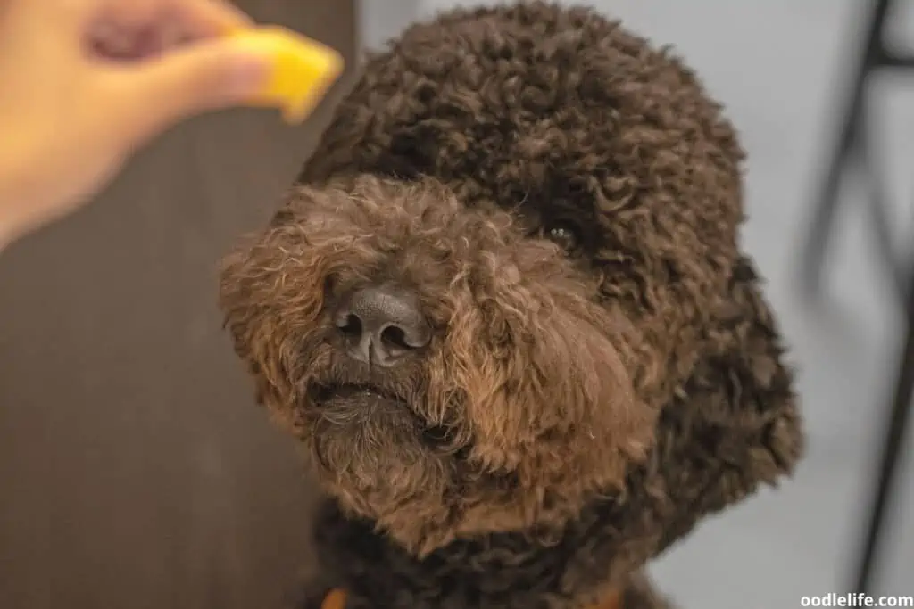 Portuguese water dog in training