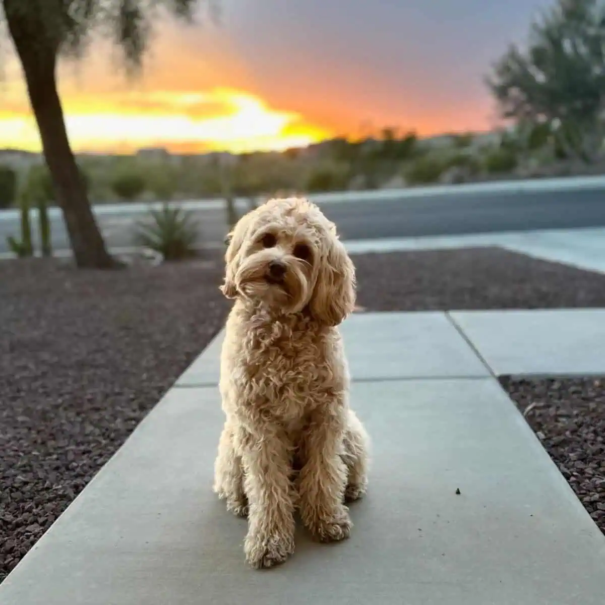 posing Cavapoo for camera