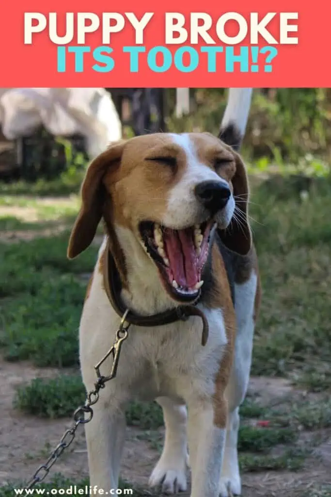 puppy broke its tooth