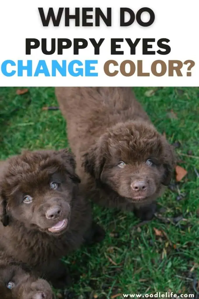 puppy eye color change