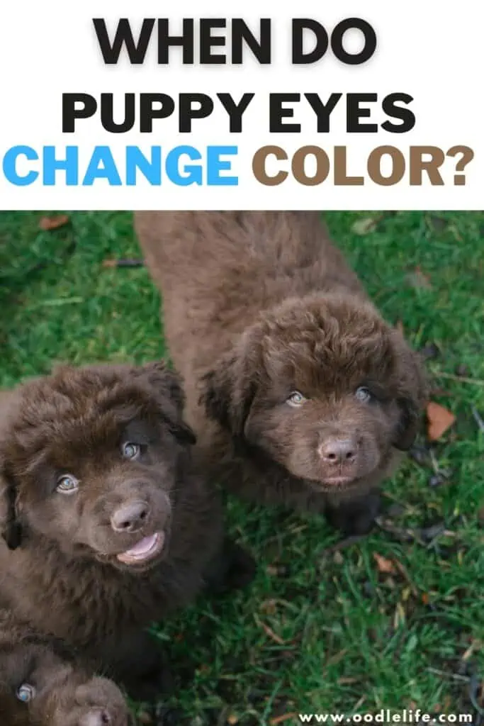 Puppy Eye Color Change: When Do Puppies Eyes Stop Being Blue? - Oodle Life