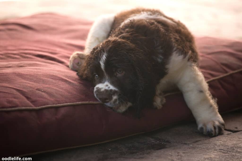 brown and white puppy on dog bed