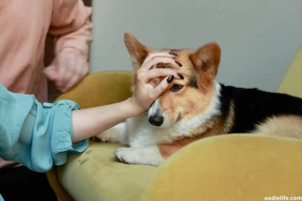 a red headed tri color corgi gets a pat