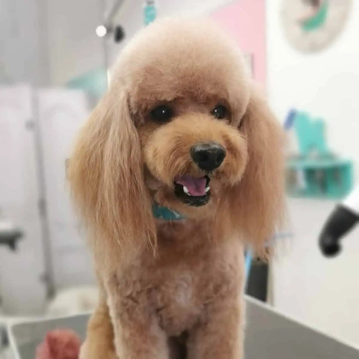 relieved Poodle after a grooming session