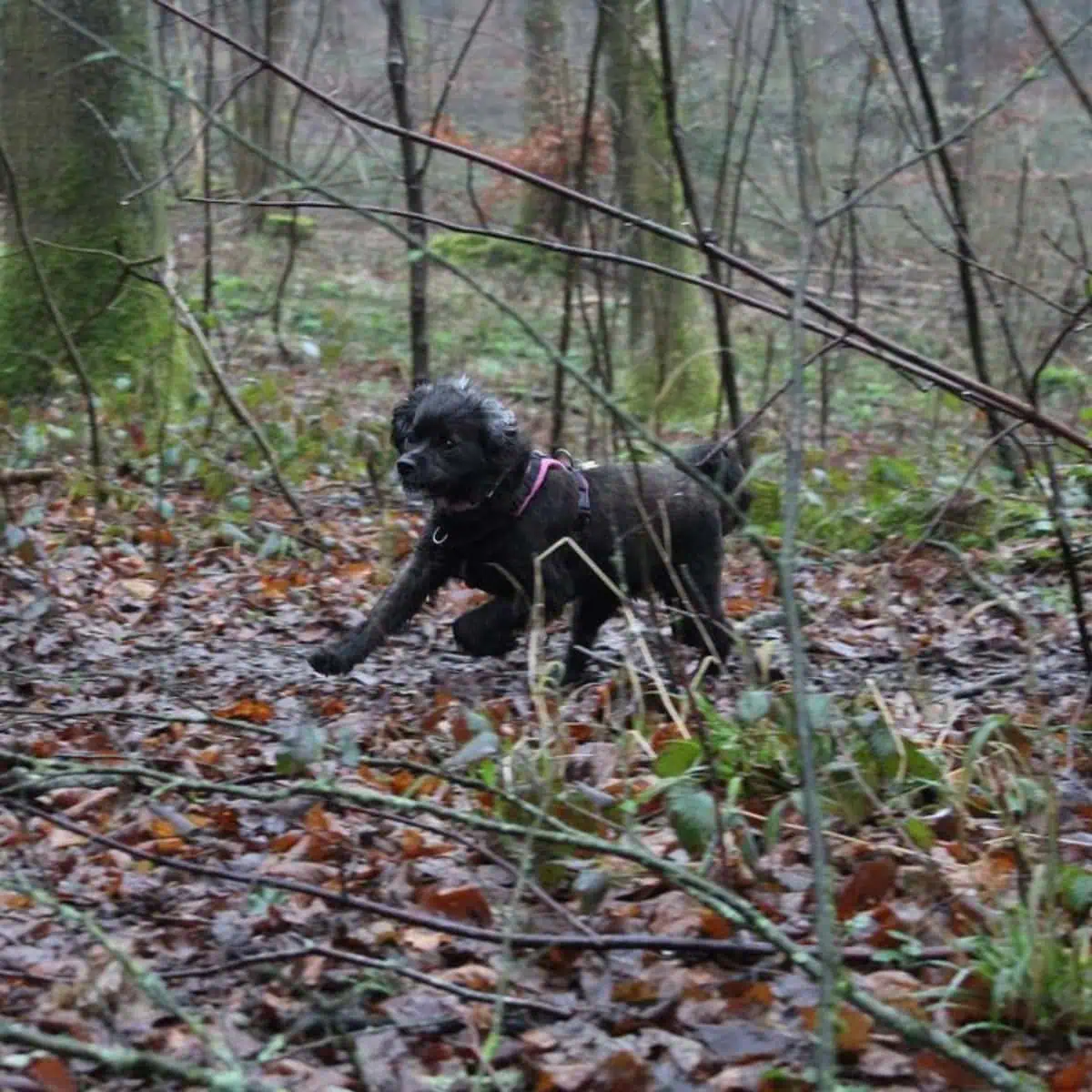running fast black Cavapoo in the forest with owner
