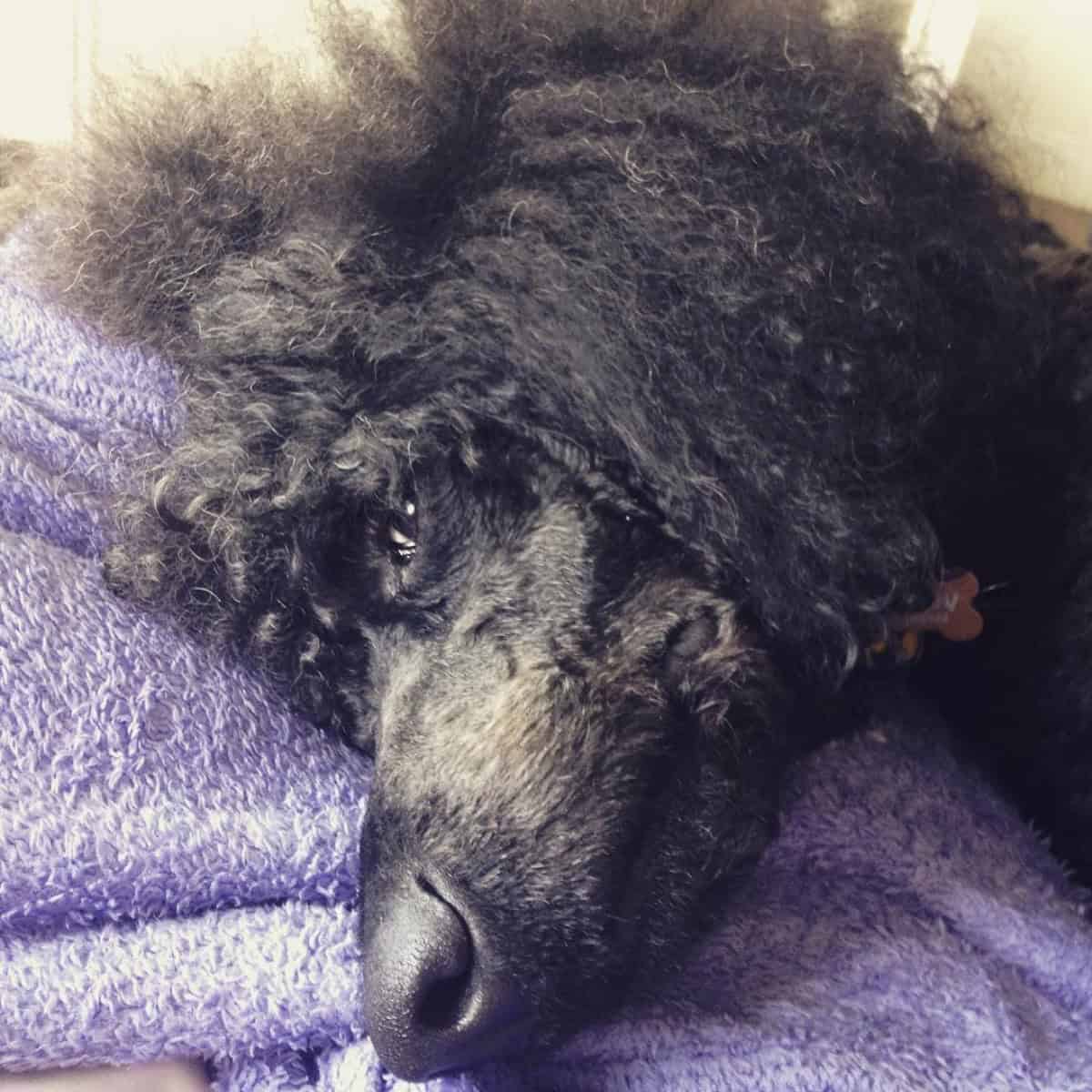 sad and lazy Poodle
