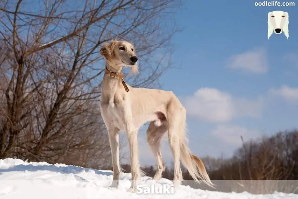 Saluki dog breed