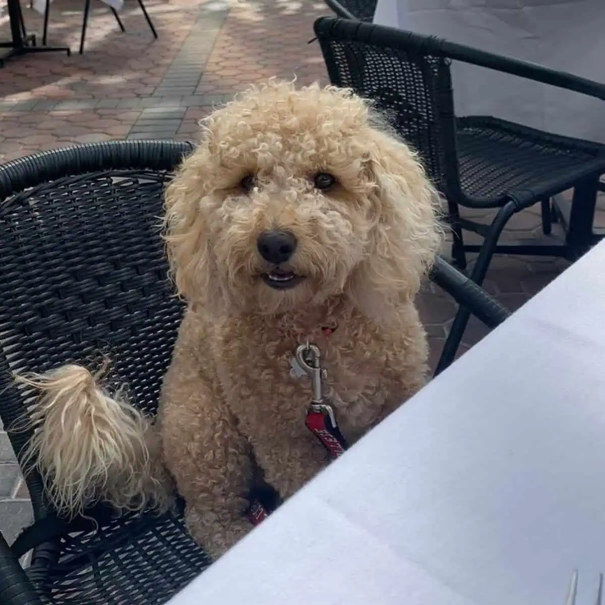 sitting Mini Poodle at a chair
