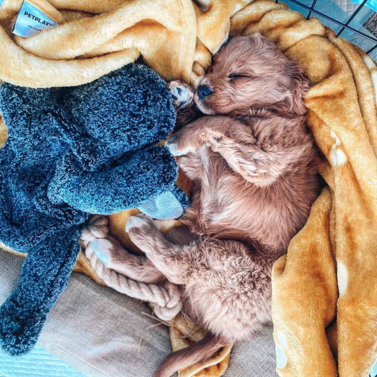 sleeping Cavapoo in crate