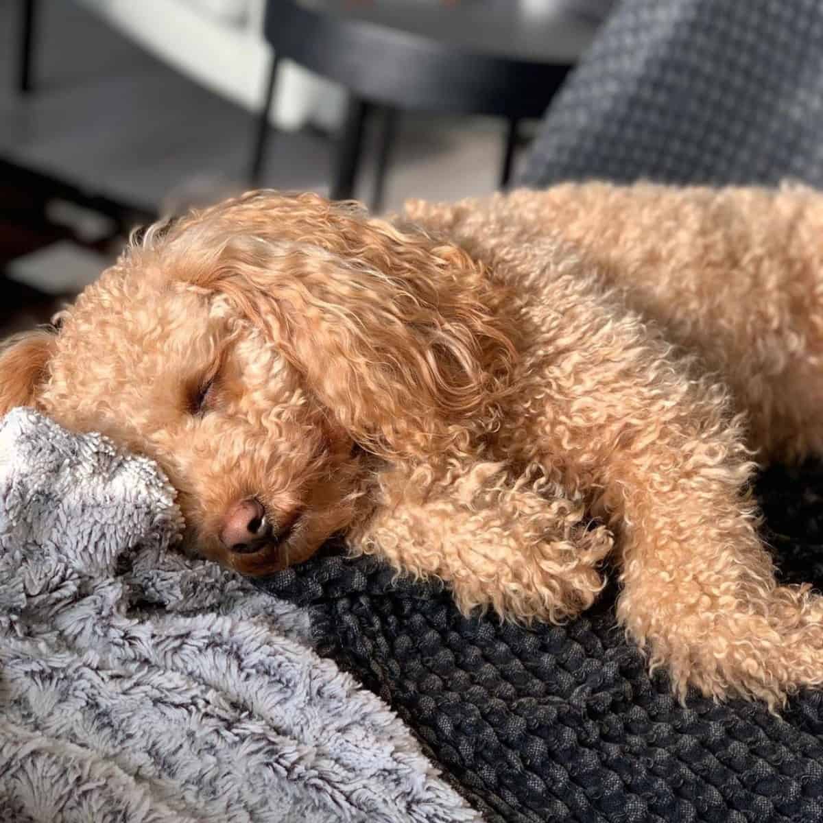 sleeping Mini Poodle