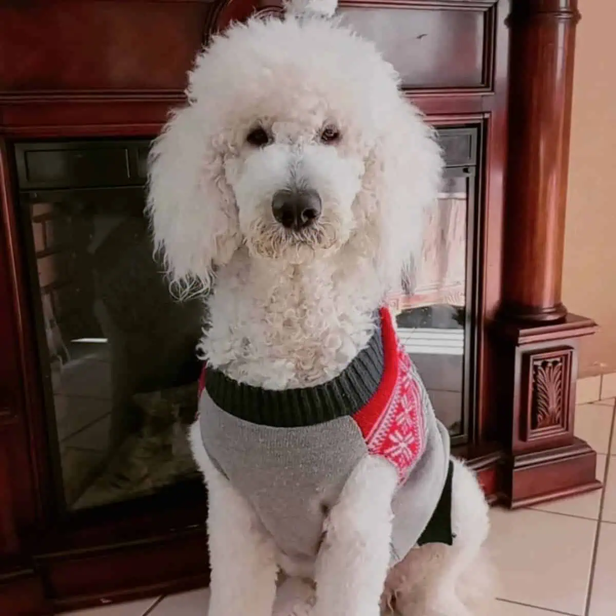 Standard Poodle indoors