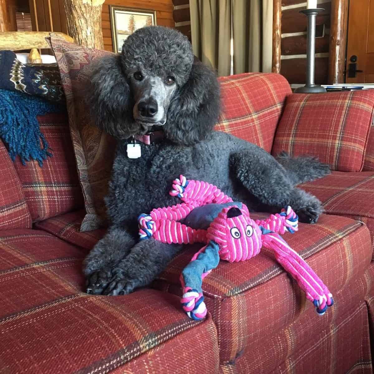 Standard Poodle on the couch