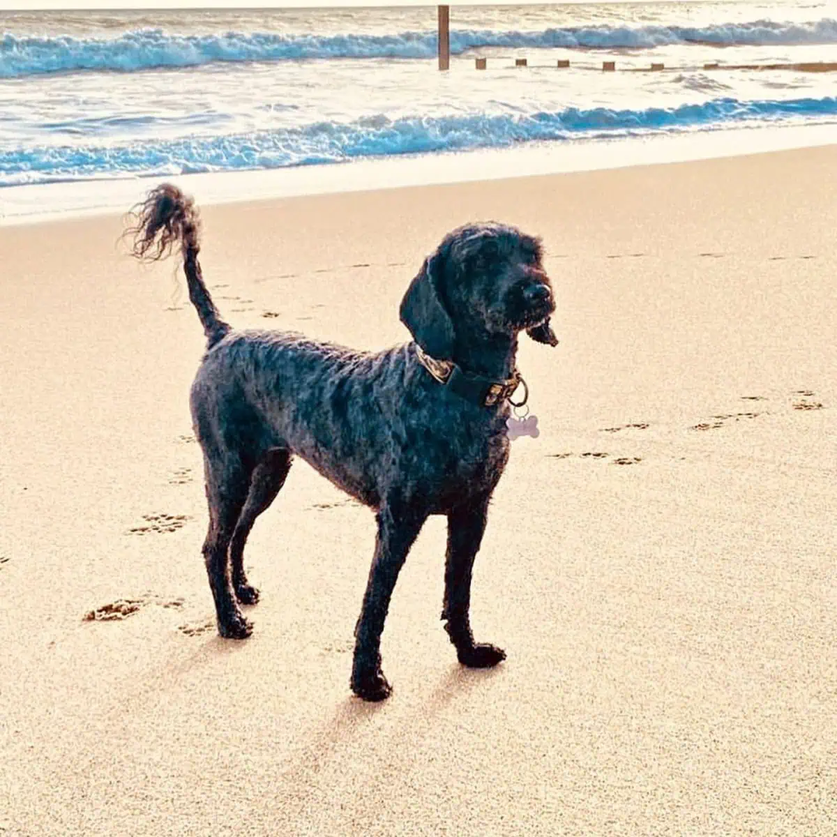 standing Cavapoo by the beach