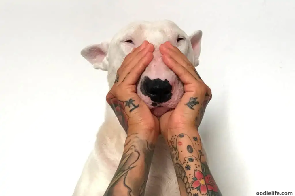 owner holding dogs mouth