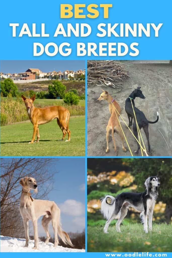 best tall and skinny dog breeds