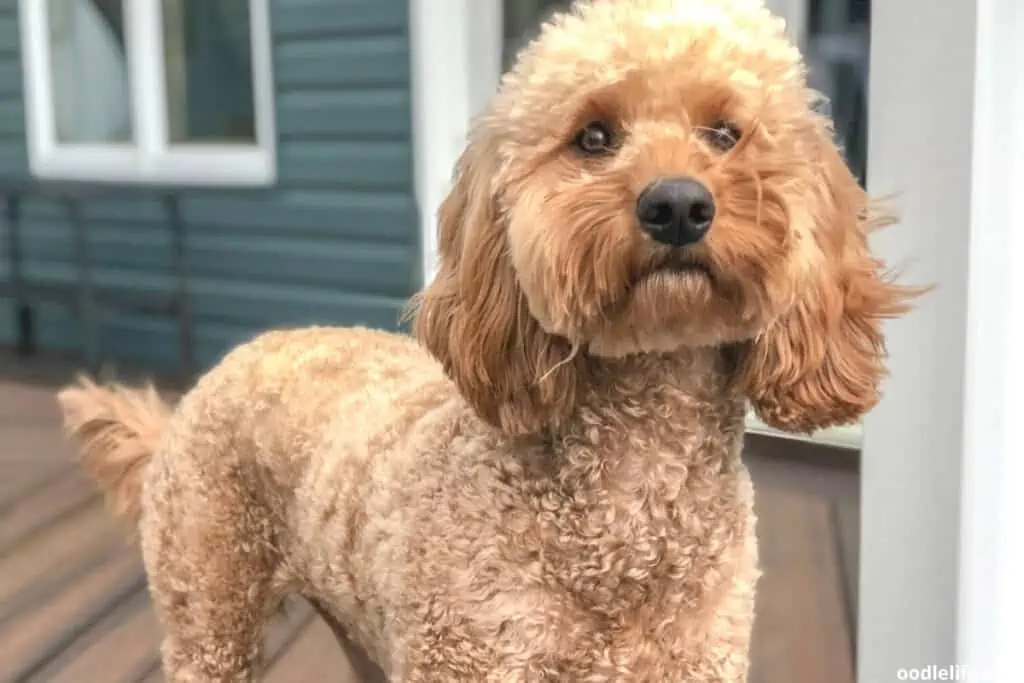 tan cockapoo dog