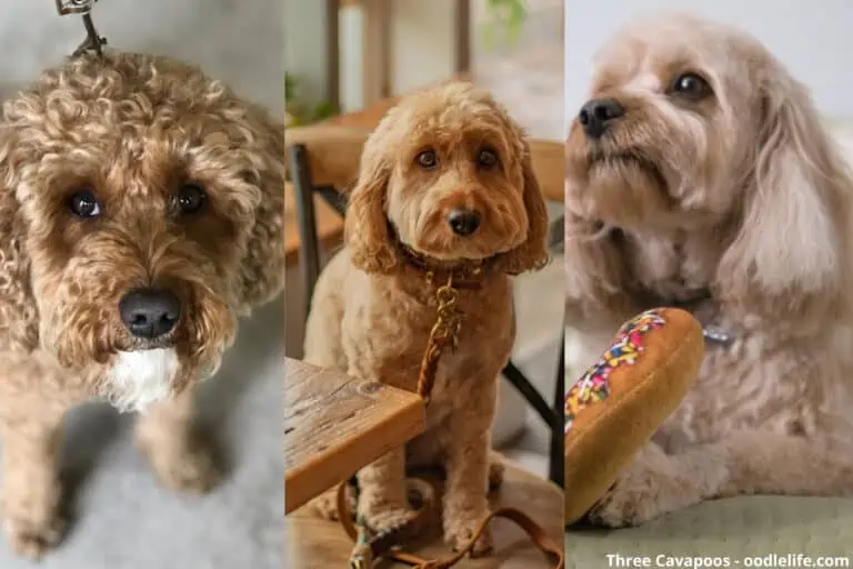 How To Tell What Coat Your Cavapoo Will Have?