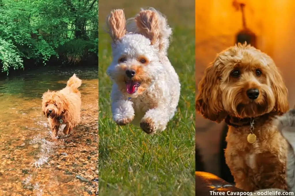 three cavapoo puppies