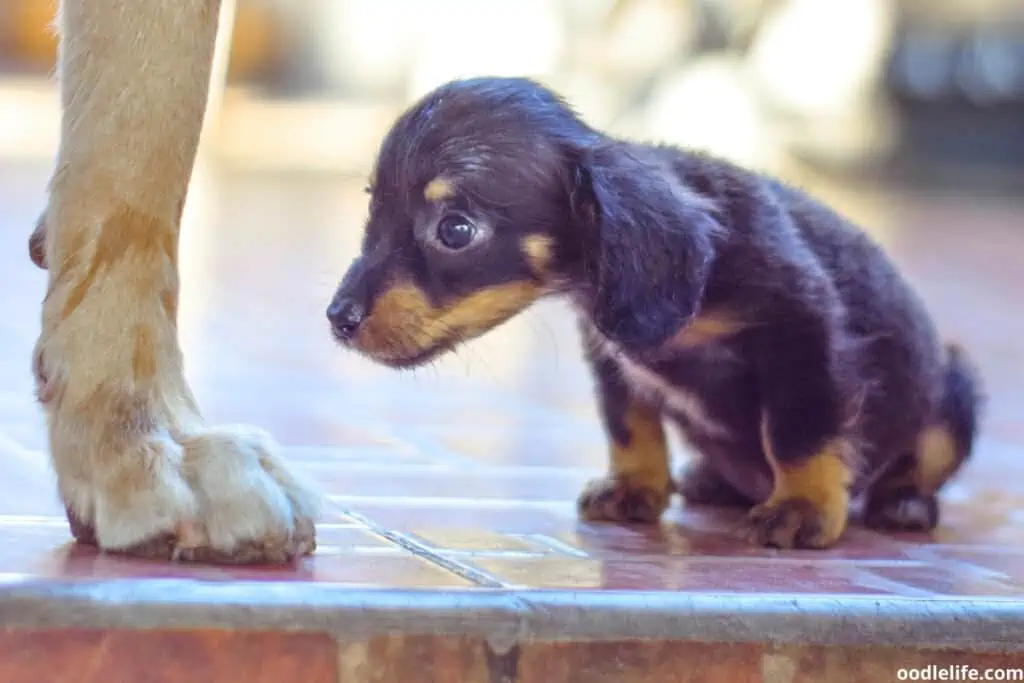 very small dachshund puppy
