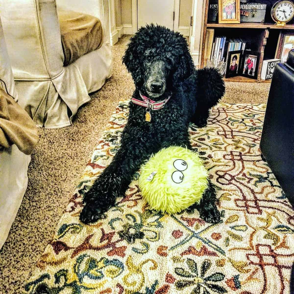 toy given to Poodle