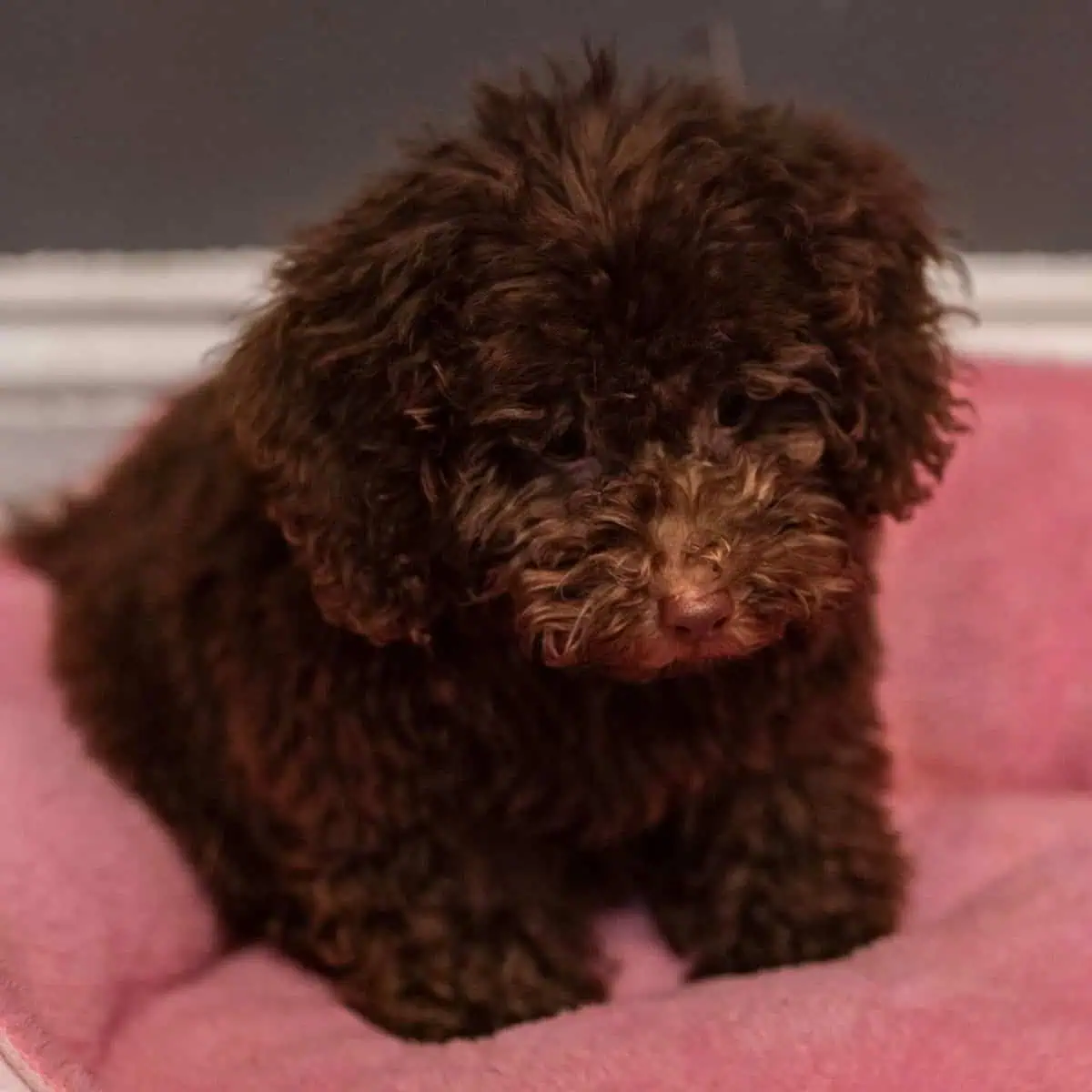 Toy Poodle thinking