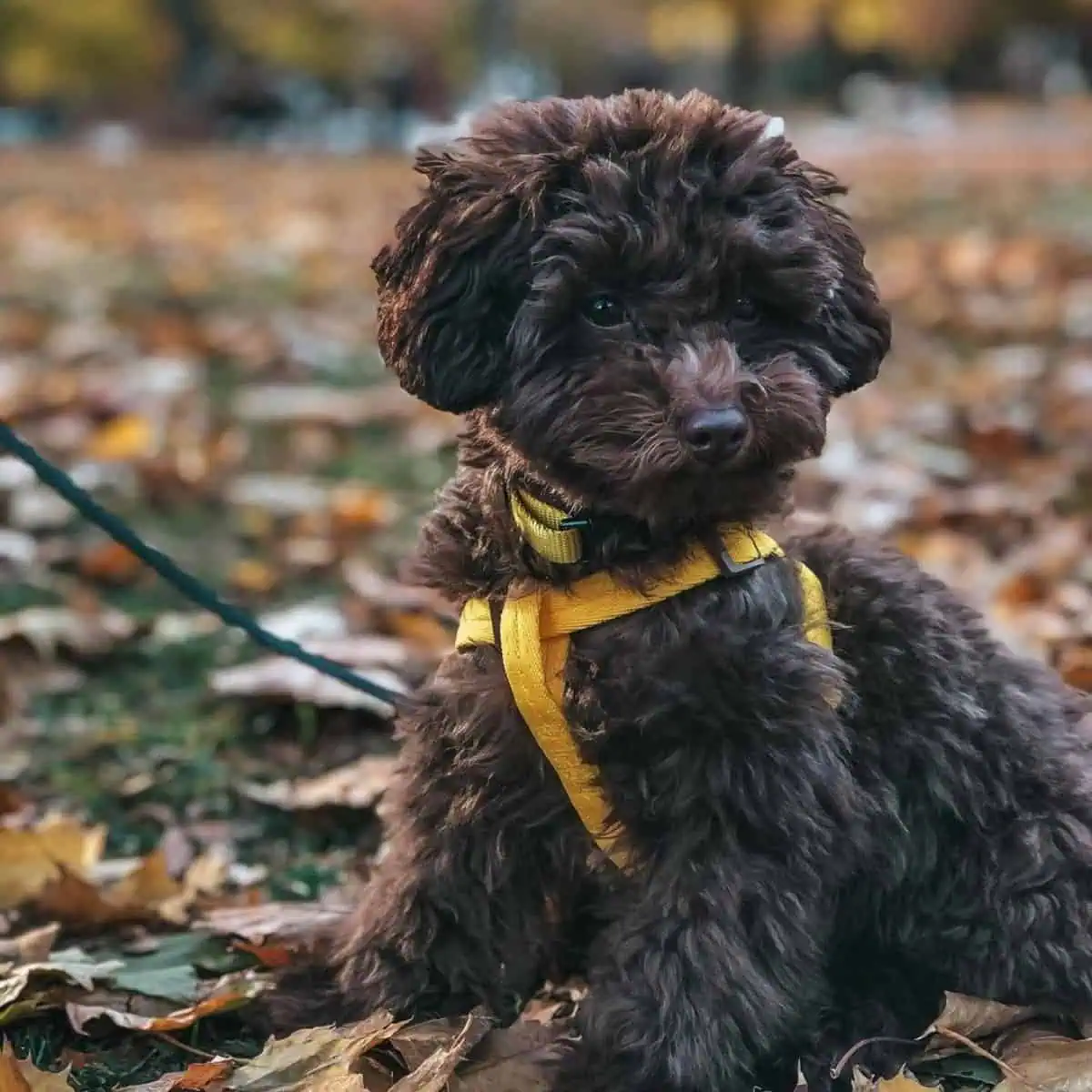 Toy Poodle wearing harness