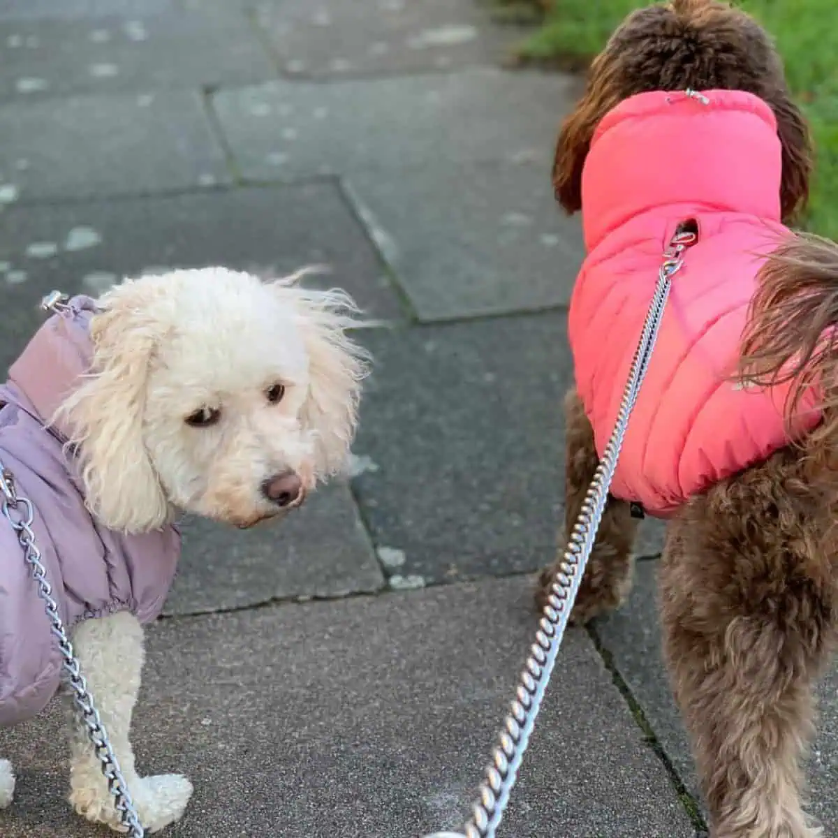two Cavapoos on daily walk