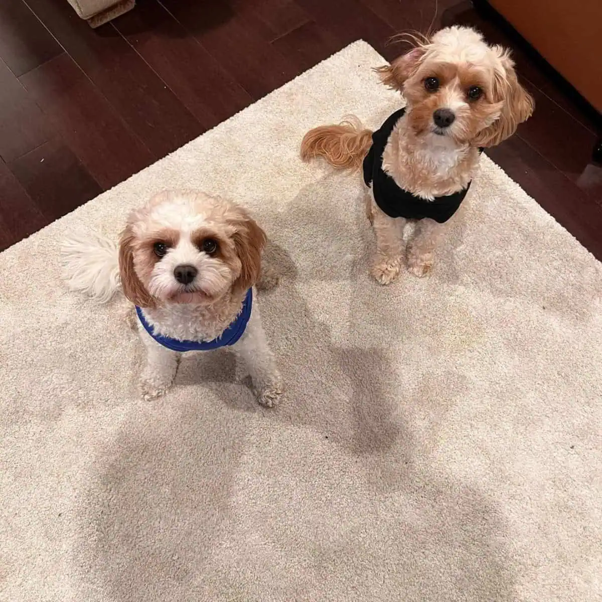 two Cavapoos on harness