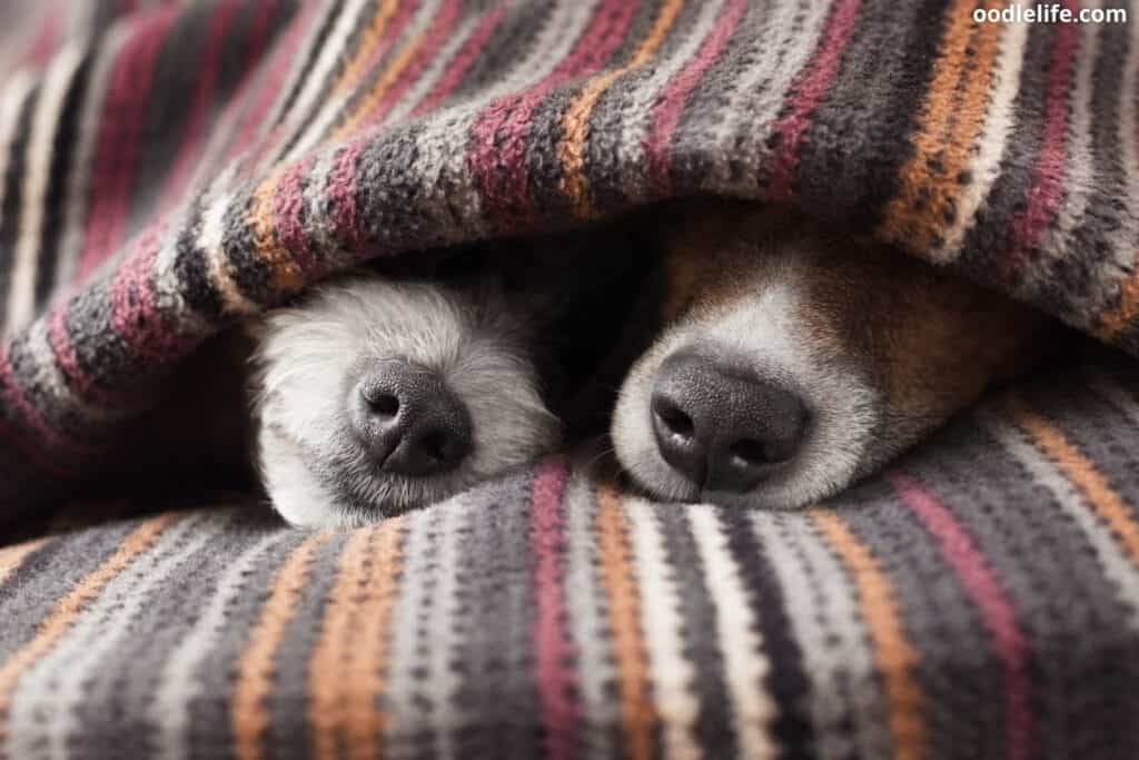 two dogs snuggling in bed