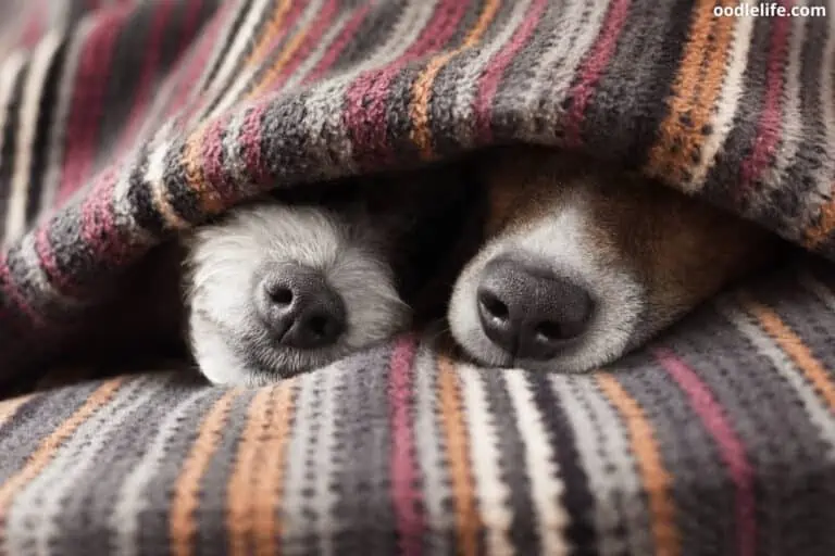 How Long Do Dogs Remember People?