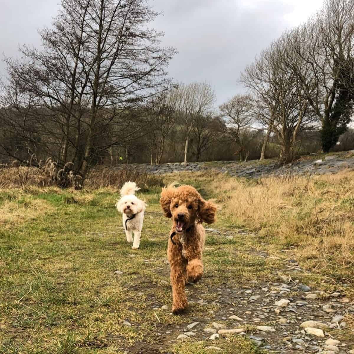 two Poodles enjoying the run