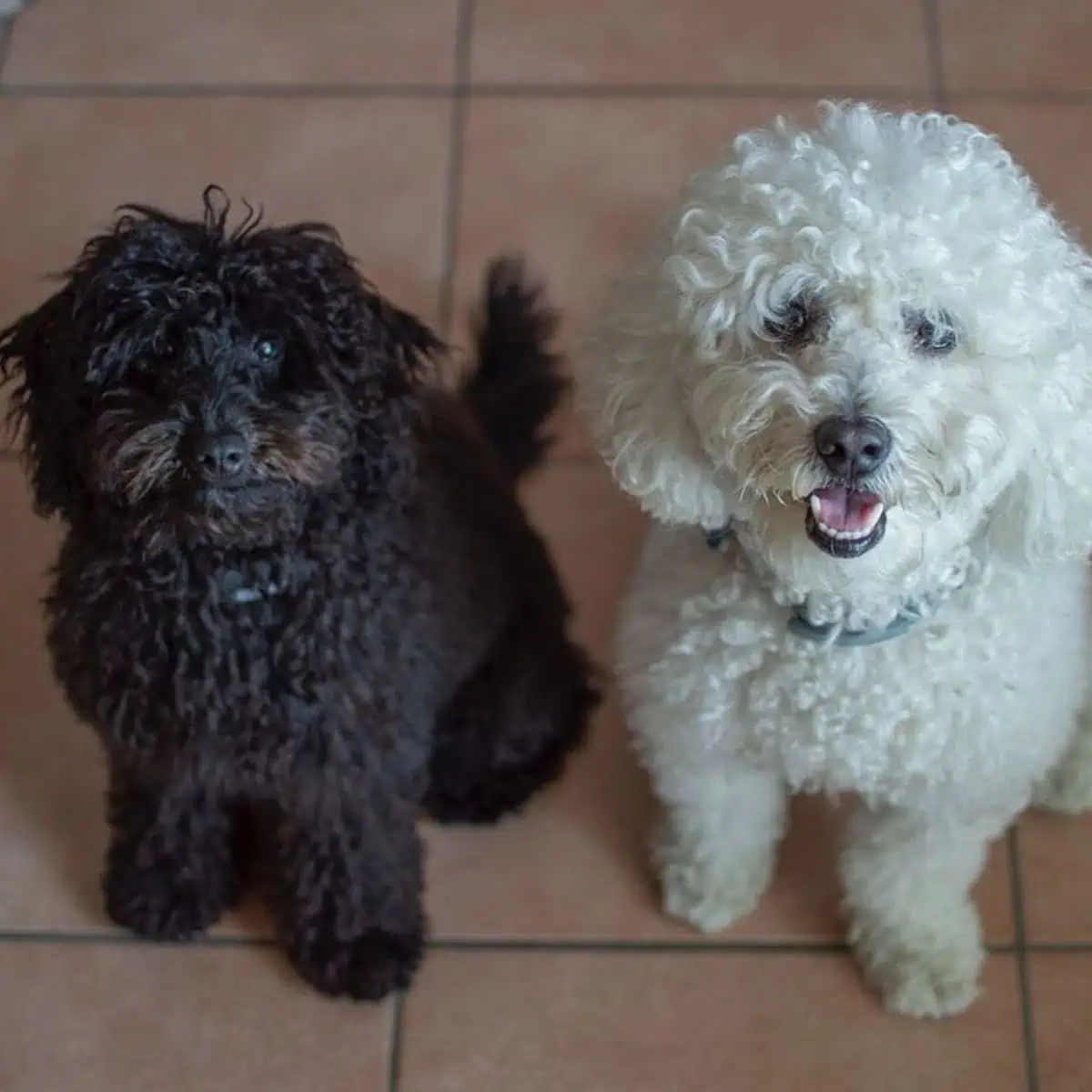 two Poodles excited to get brushed
