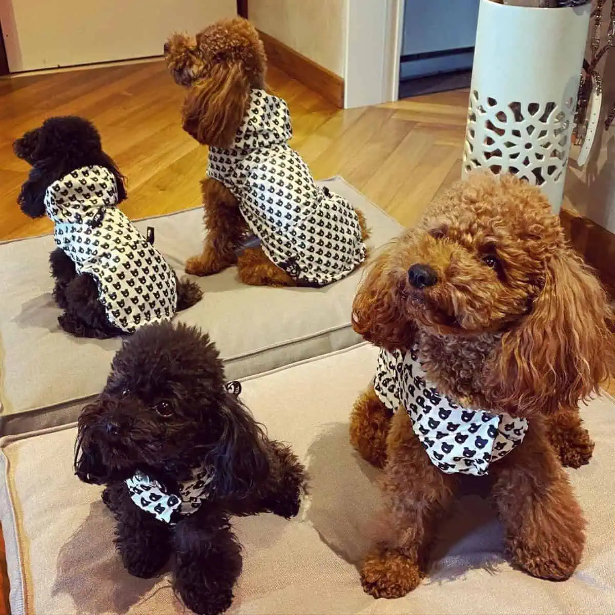 two Poodles on their bed