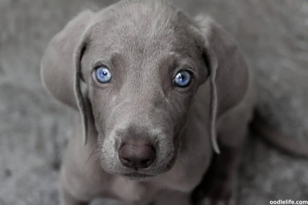 blue eyed Weimaraner puppy