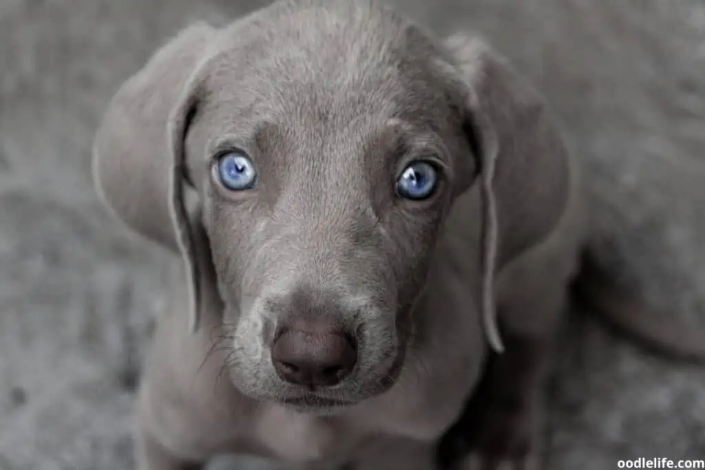 do dogs with blue eyes have vision problems